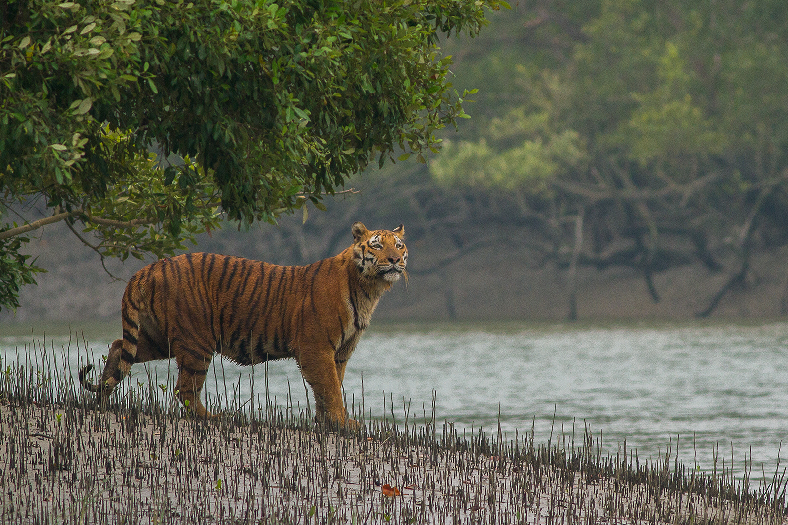 Sundarban_Tiger.jpg
