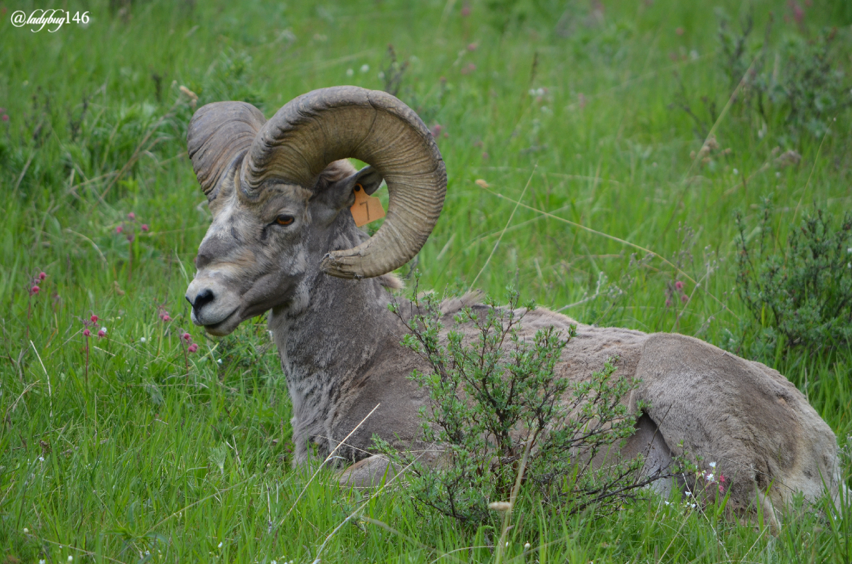 bighorn sheep.jpg