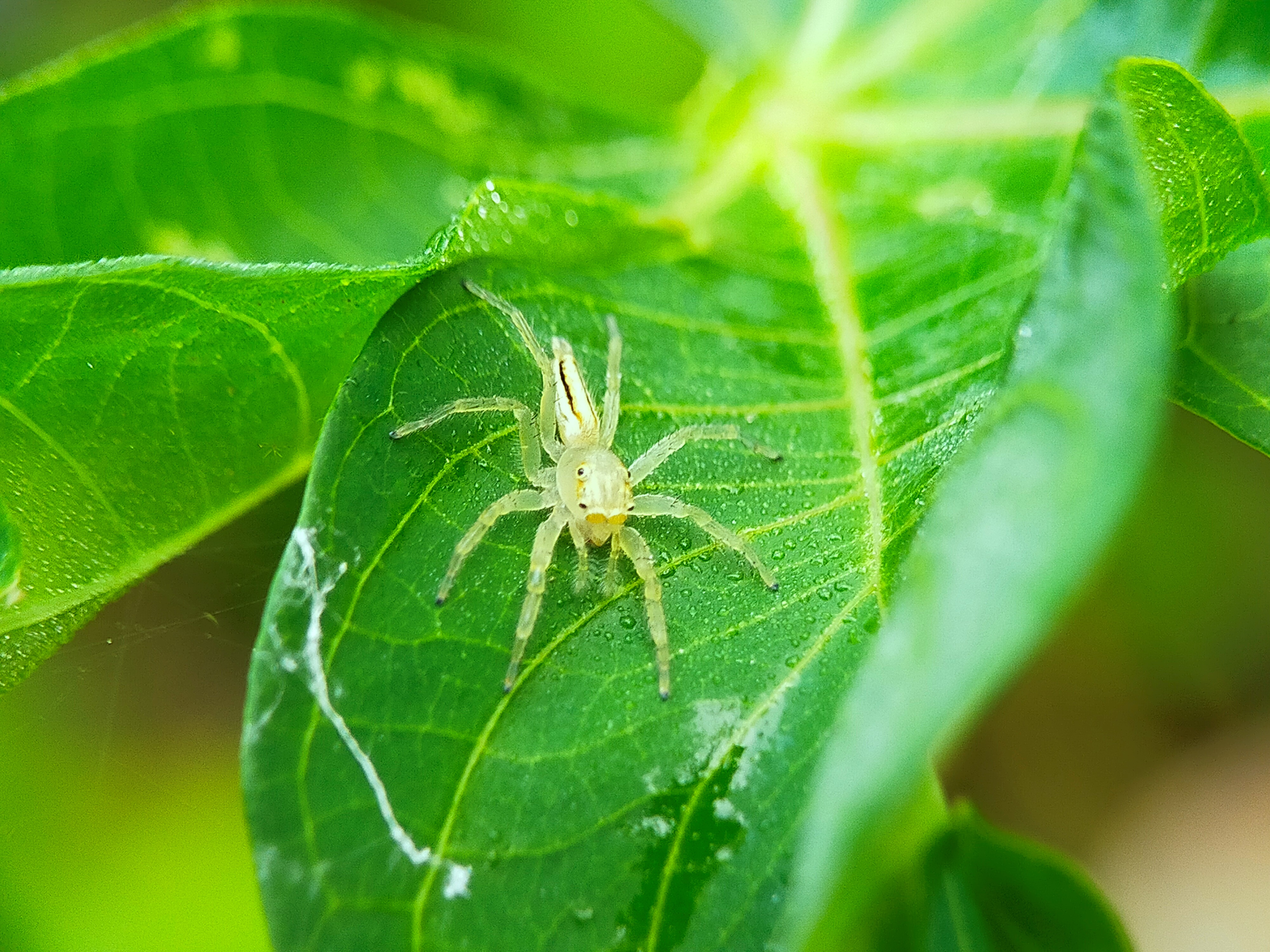 Telamonia Dimidiata (25).jpg