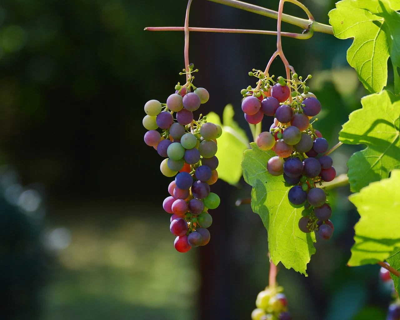 grapes-1659118_1280.webp