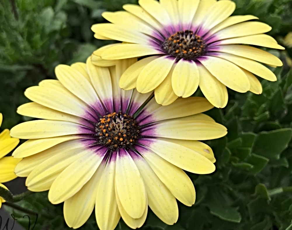 photography-flowers-daisies.jpg