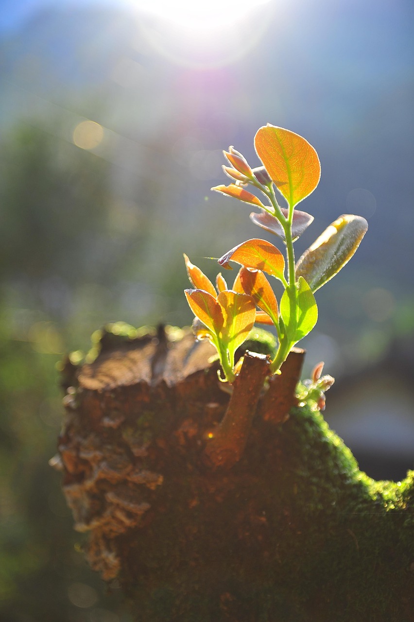 stump-3581917_1280.jpg