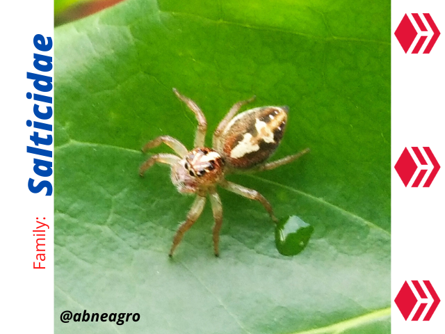 Salticidae.png