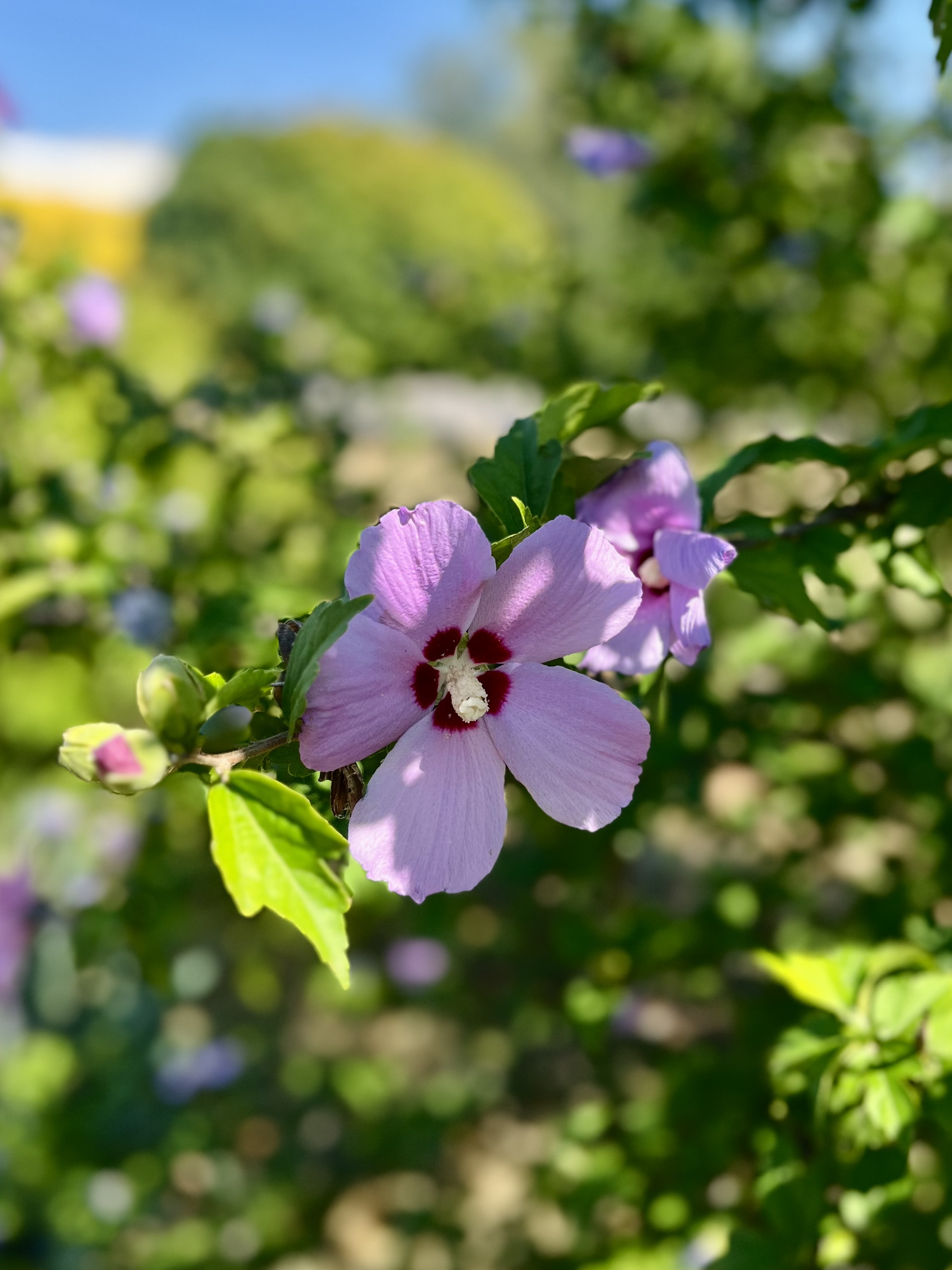 IMG_5429.jpeg