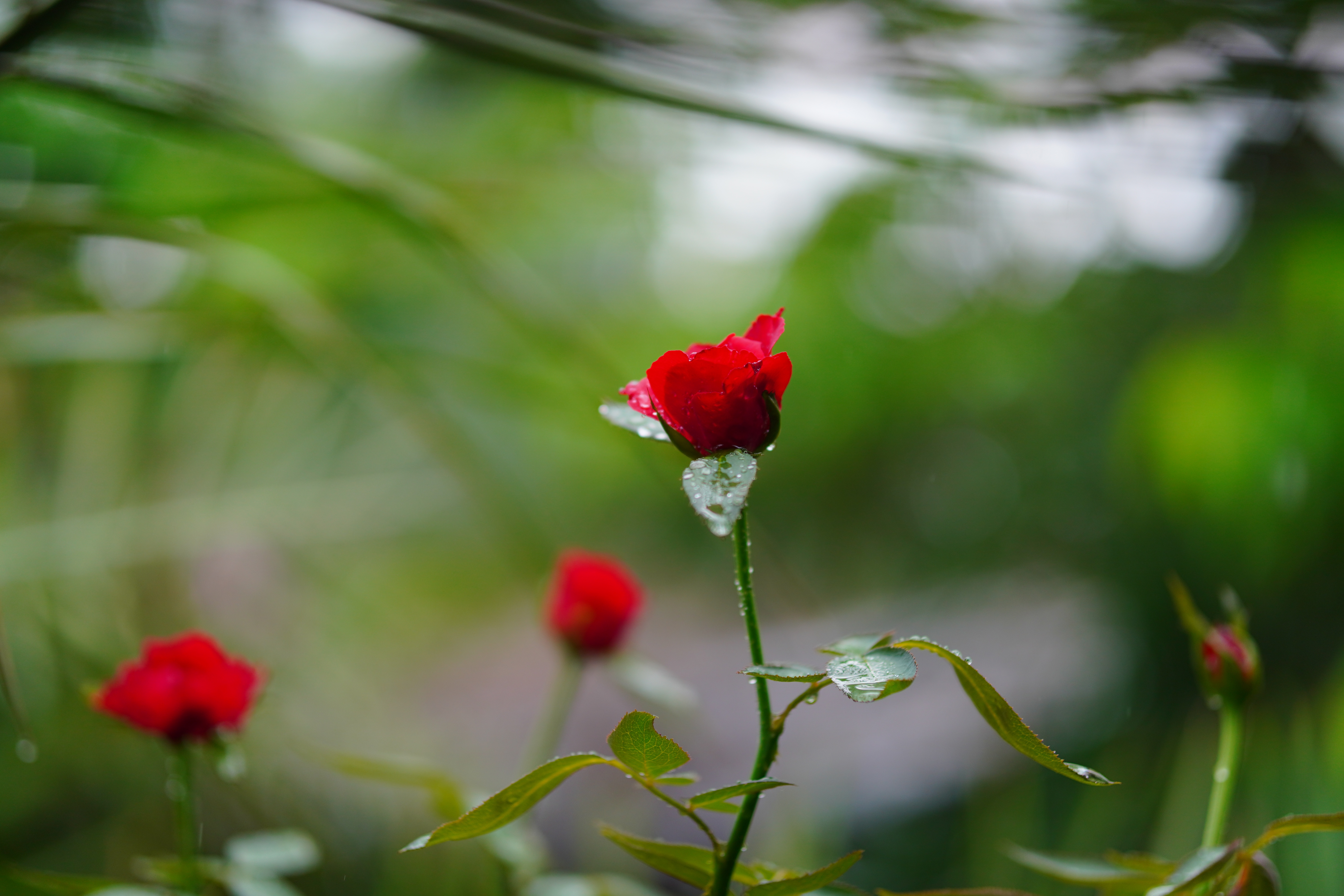 DSC03150.jpg