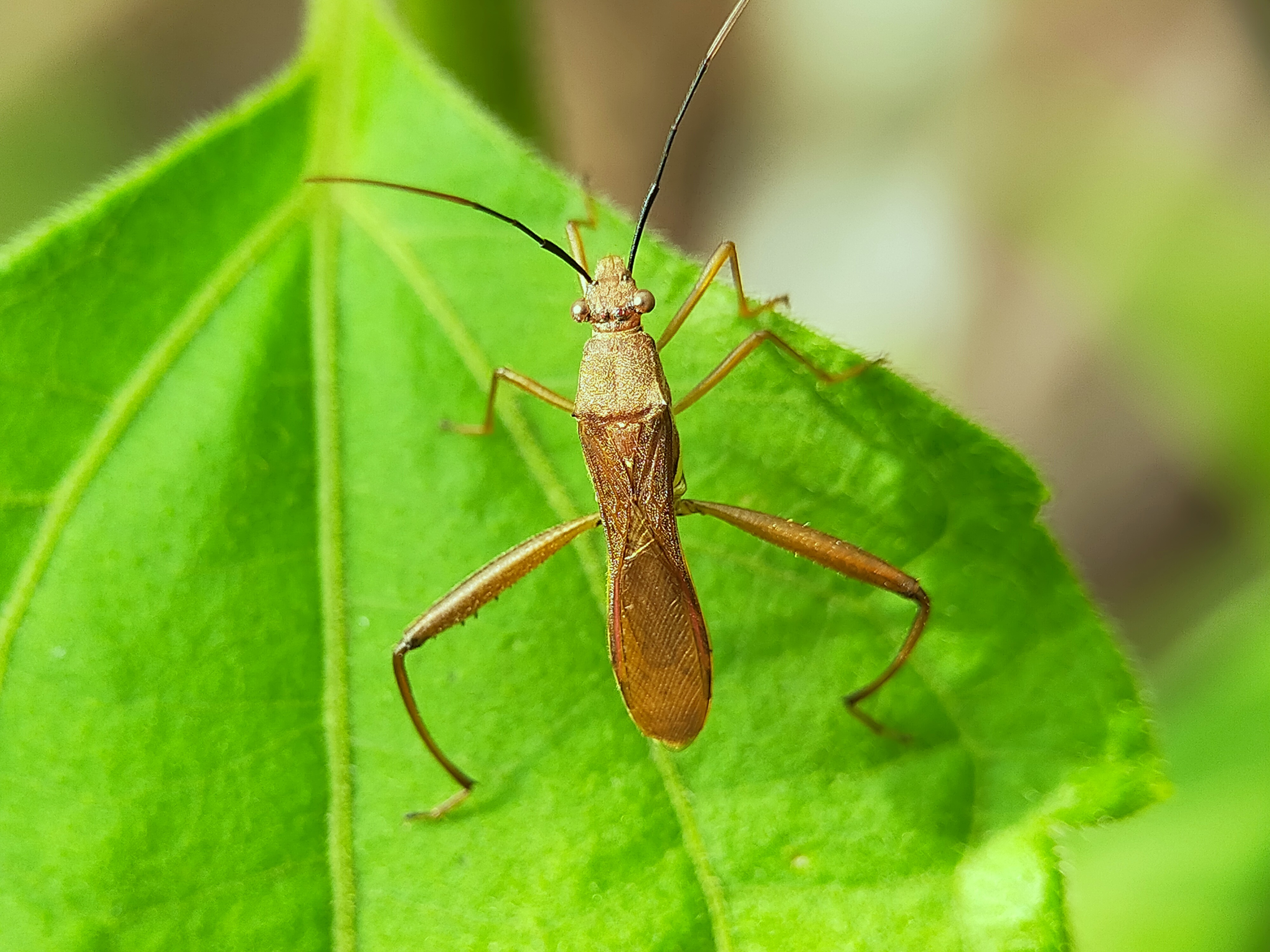 Assassin Bug (15).jpg