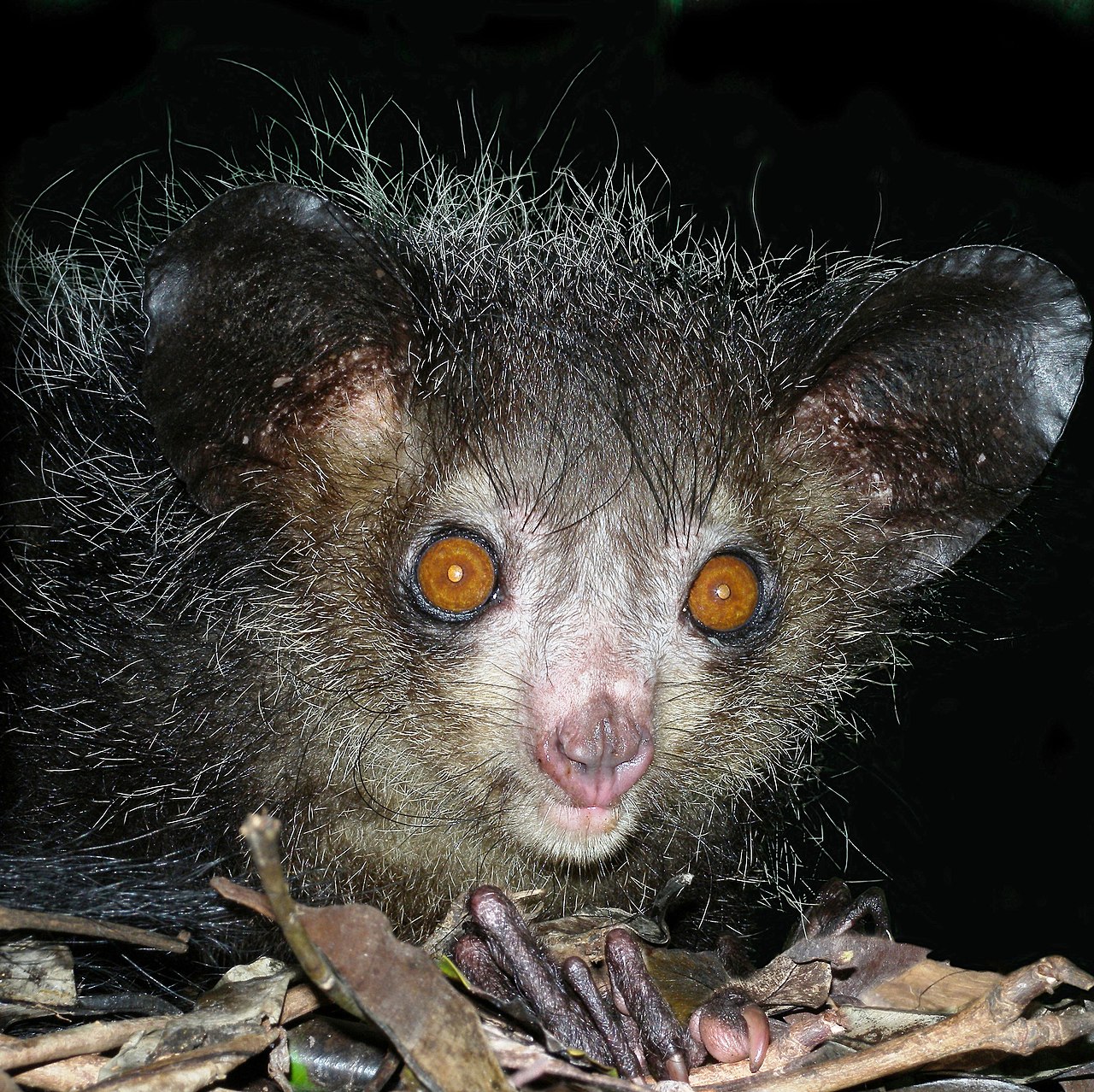 Aye-aye_at_night_in_the_wild_in_Madagascar.jpg