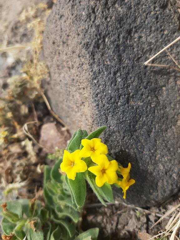 https://images.hive.blog/DQmZ2kMmEQdjztvAtmxt6HthPBJePm8nSArriNkQfZBqVbs/20250602_131120.jpg