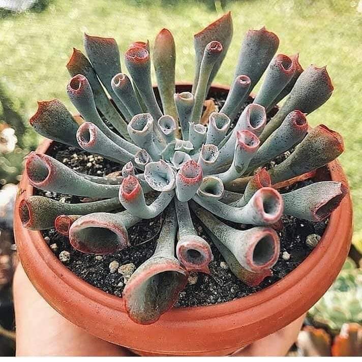 Stylianos Hercules Chondronikolas Echeveria trumpet pink.jpg