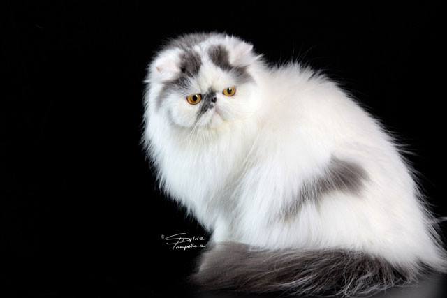 DGC (TICA), CH (WCF) NineLives Nicole 2014 BEST BLUE-WHITE PERSIAN OF THE YEAR Region of Southern Europe.jpg