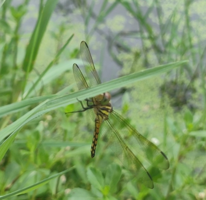 IMG_20250606_204109.jpg