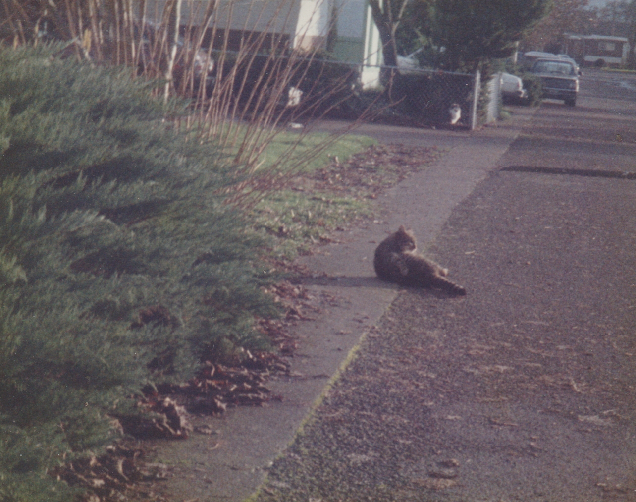 1990's maybe cat on the sidewalk.jpg