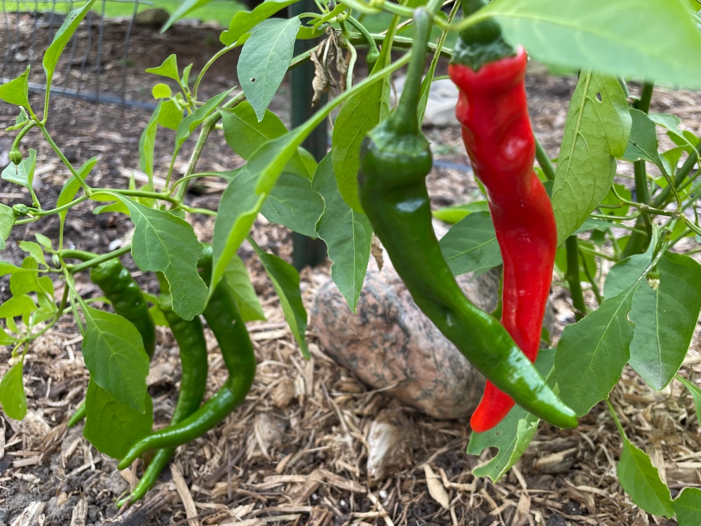 https://images.hive.blog/DQmZ43Mn7BJjHSJ9koo3eMMiXhBLQdW6QT1F1T5CHT4ruTf/hive-garden-pepperoncini.jpg