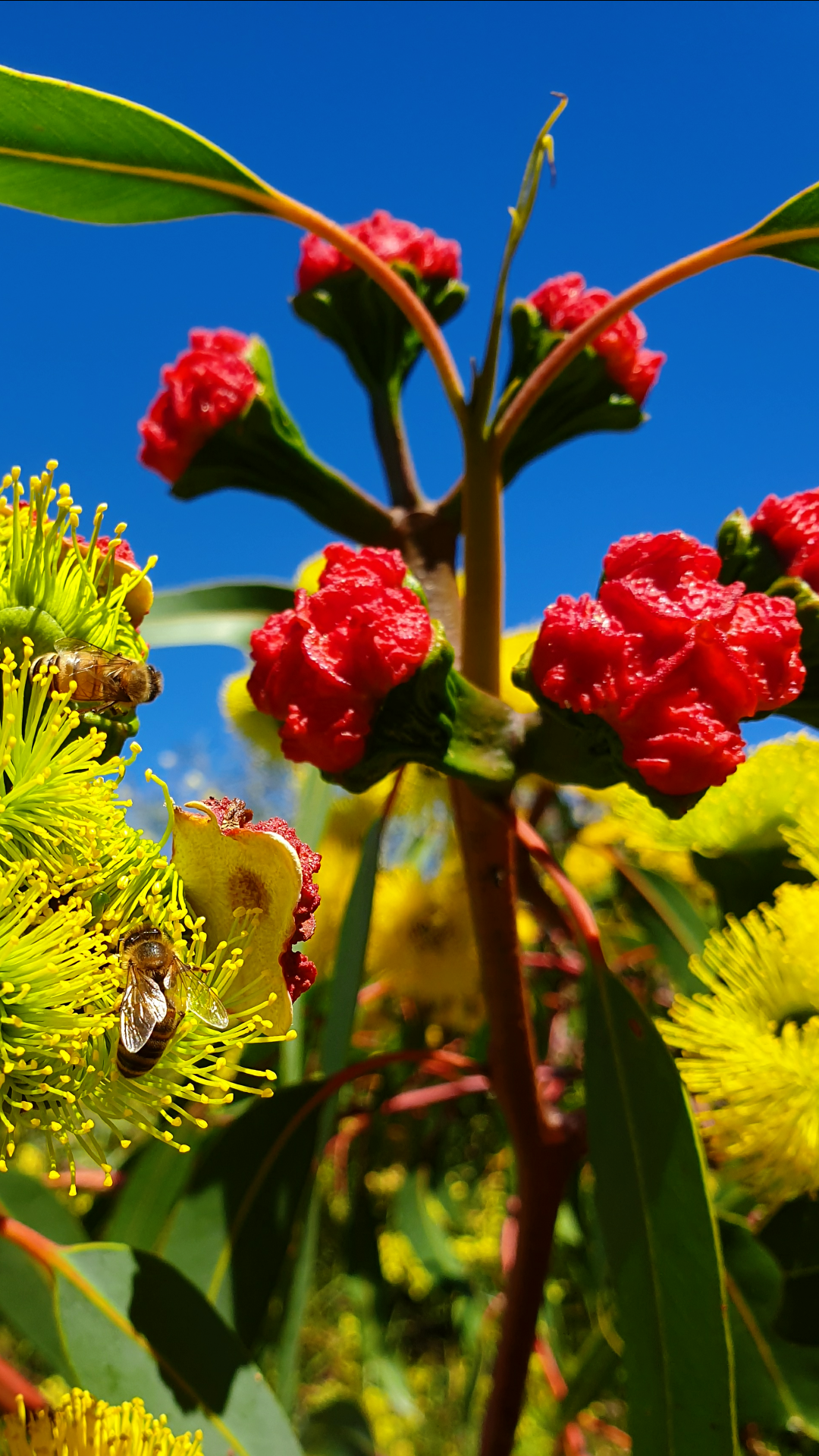Beautiful Australian Native Tree at a Water Treatment Plant with European Honey Bees