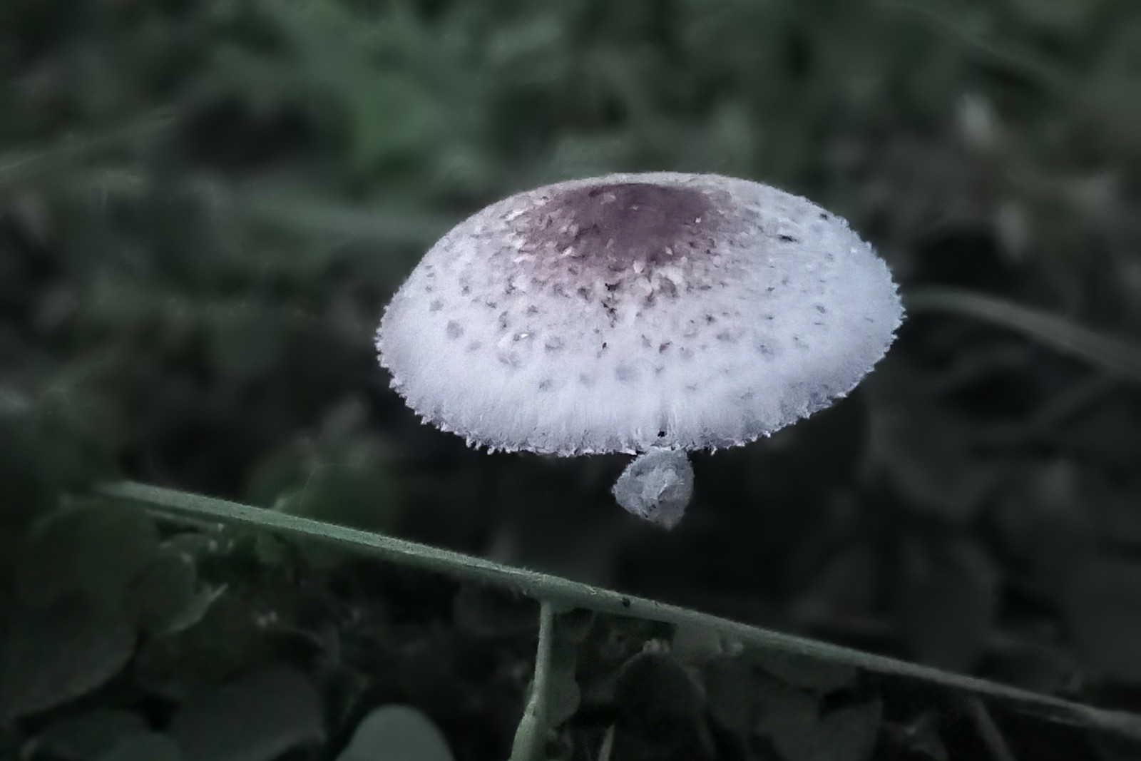 https://images.hive.blog/DQmZ4LGWfZa4J8C1iF87dayiyVFFkbhHW88RyVkT6Y1VoEy/20250801_190231~2.jpg