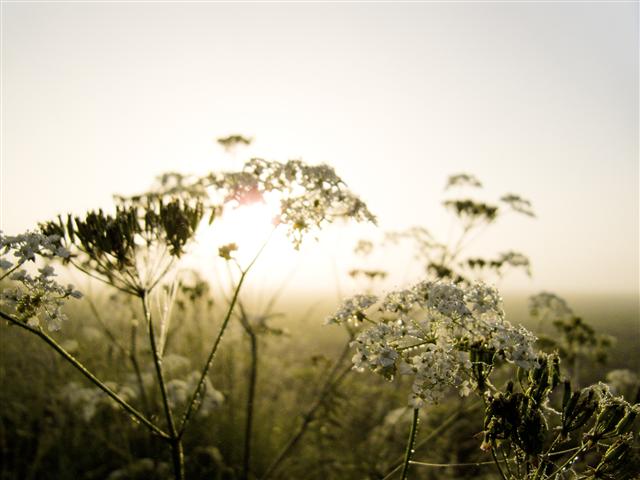 Sunrise flowers Playfulfoodie