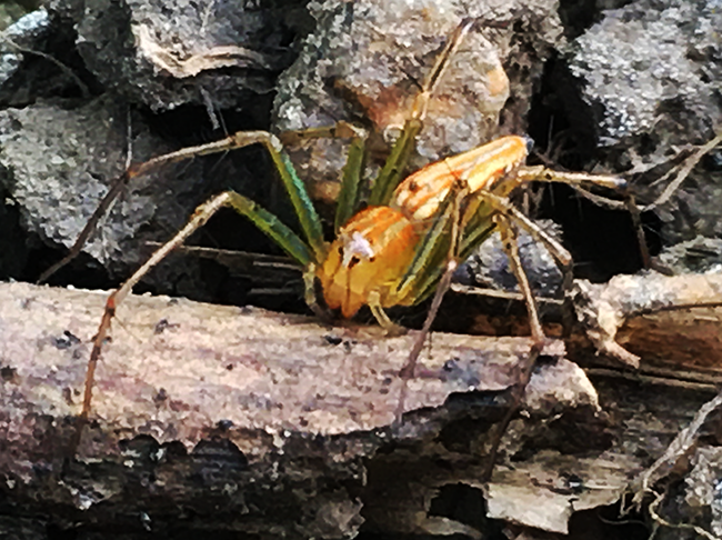 IMG_0515a.png