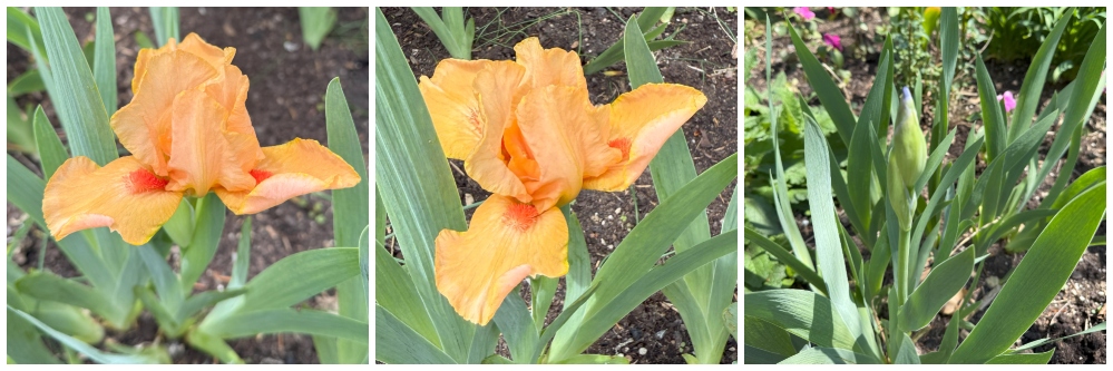 hivegarden-dwarf-iris.jpg