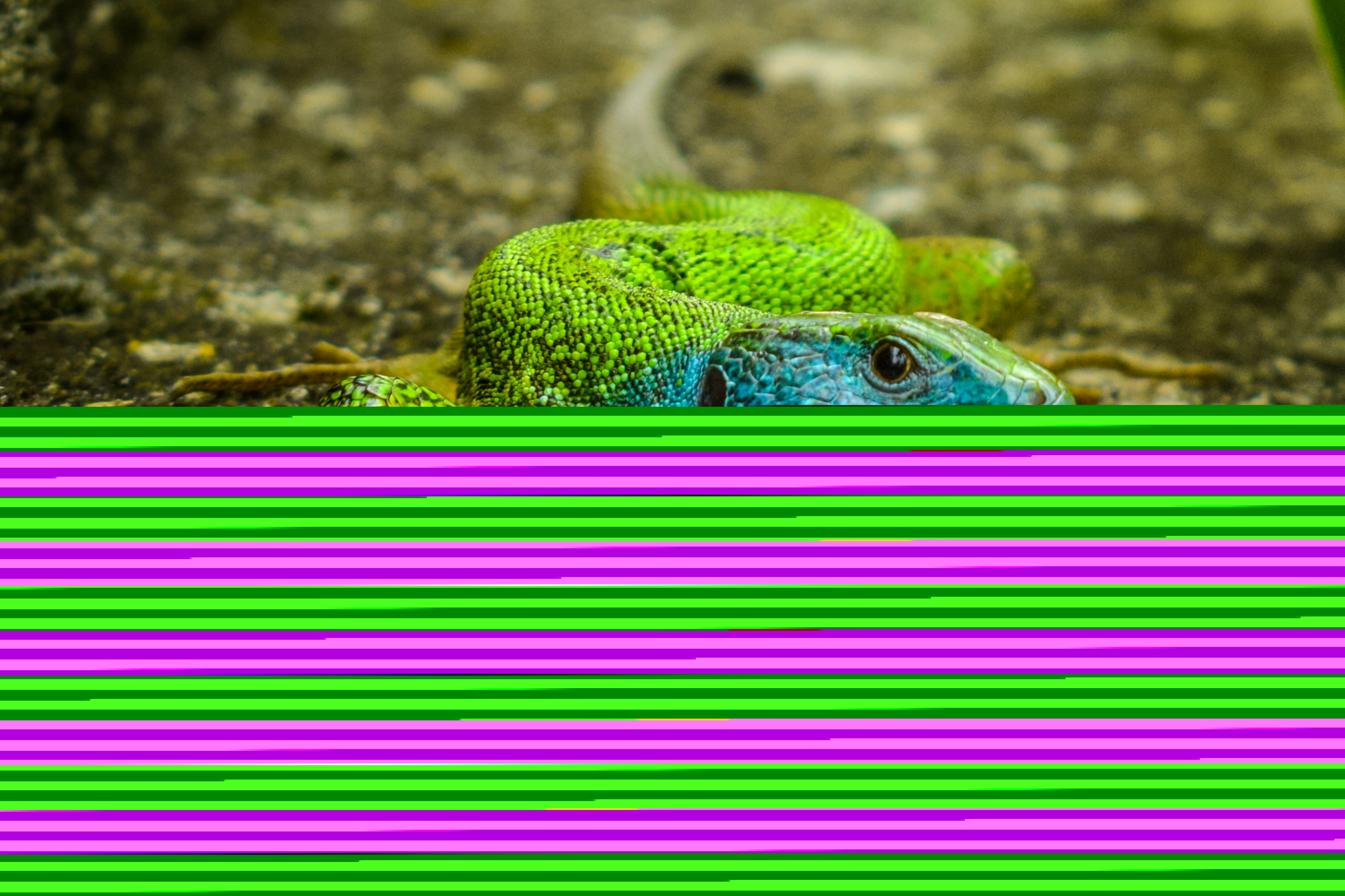 DSC_0402.jpg