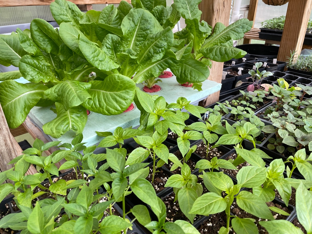 greenhouse-seedlings-urbangardens-1.jpg