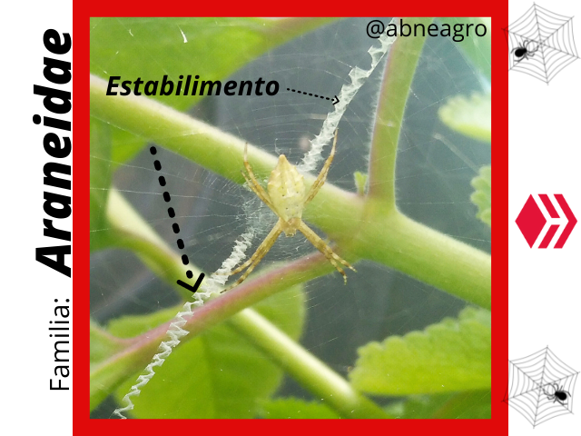 Araneidae(4).png