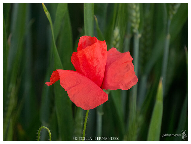 Poppy_yidneth.com (1) -640- by Priscilla Hernandez.jpg