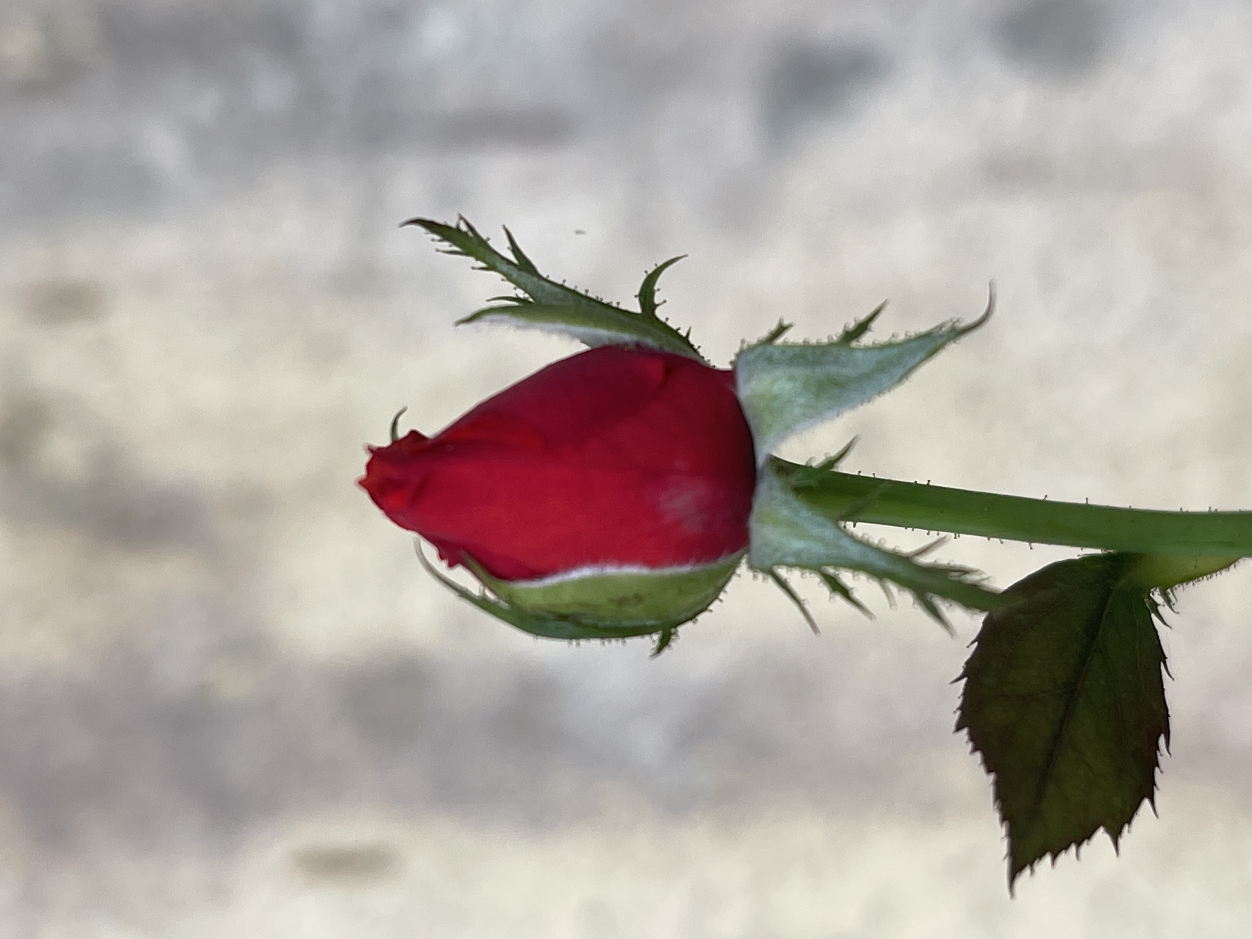D997D3F3-BC7C-4934-9335-30733360AEBC.jpeg