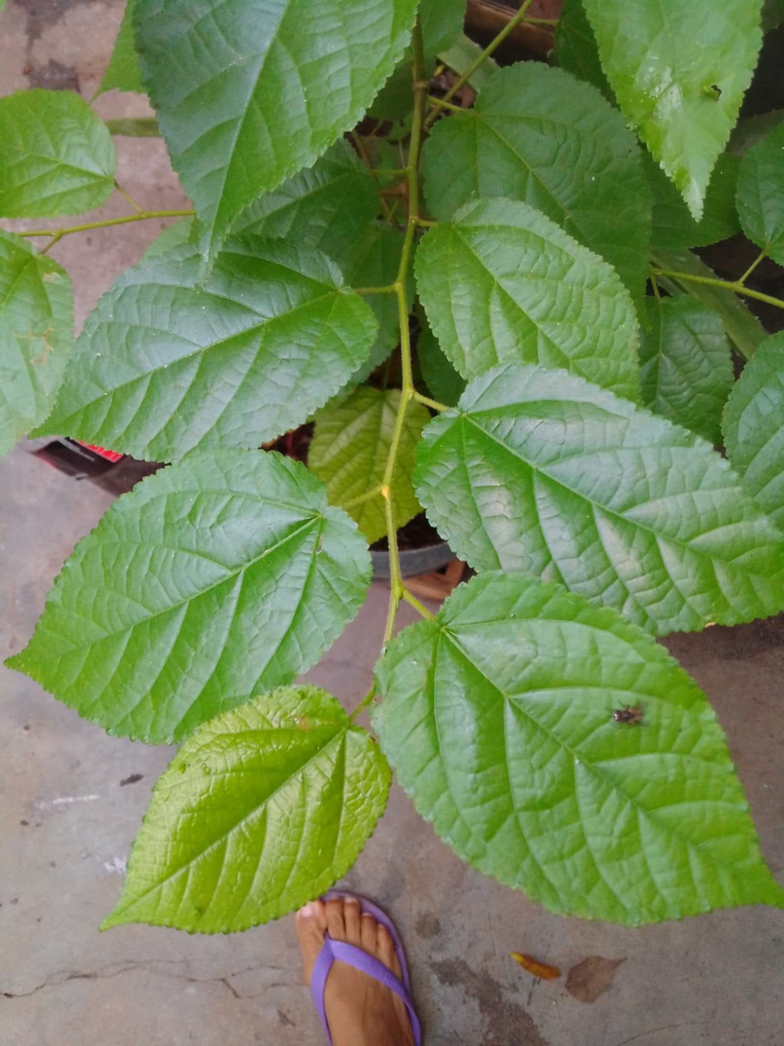 planta 6.jpg