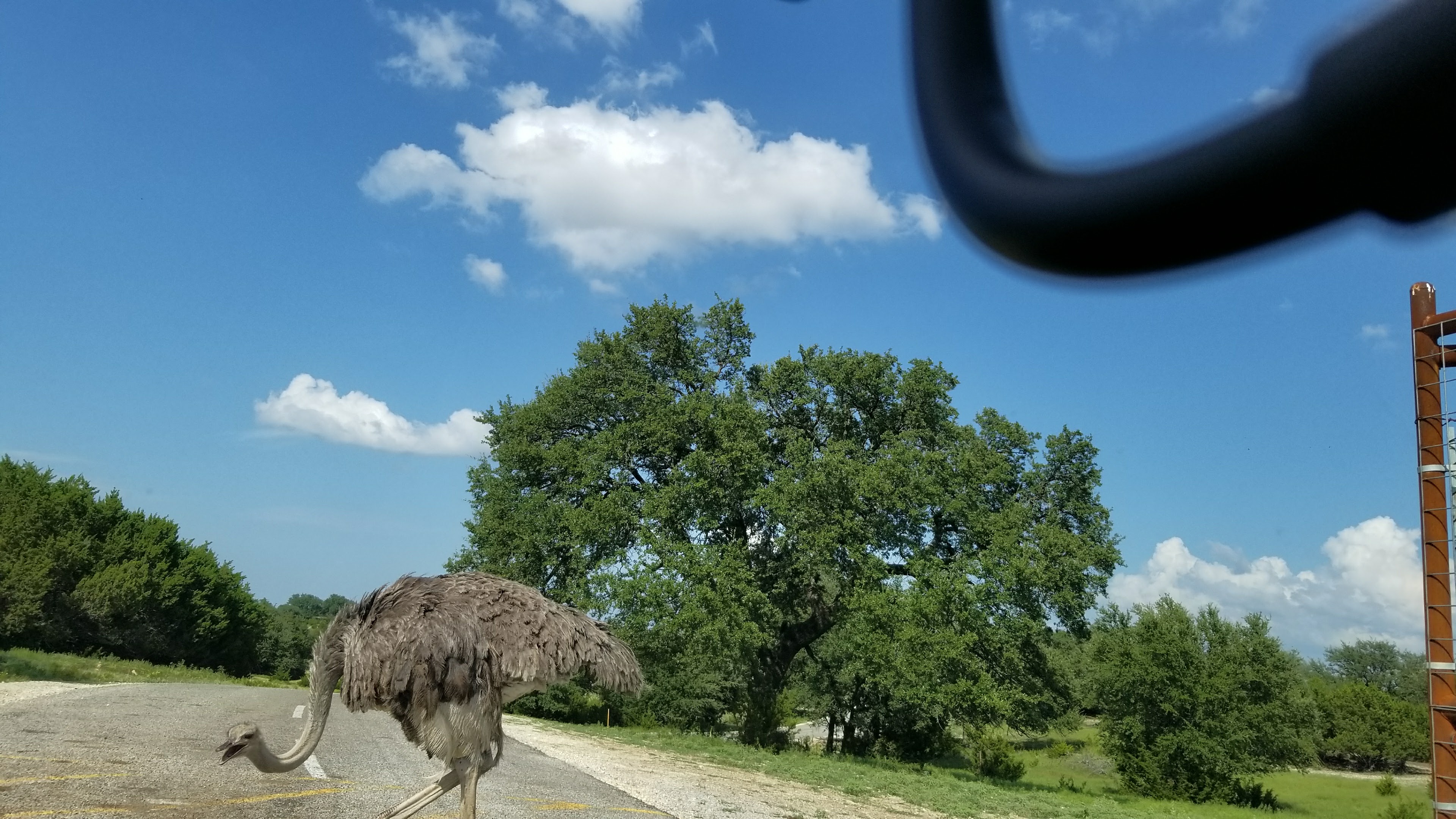 Ostrich on our way.jpg