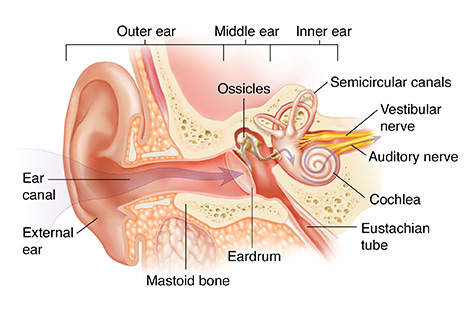 cross-section-of-ear-showing-outer-inner-and-middle-ear-structures-34592.jpg