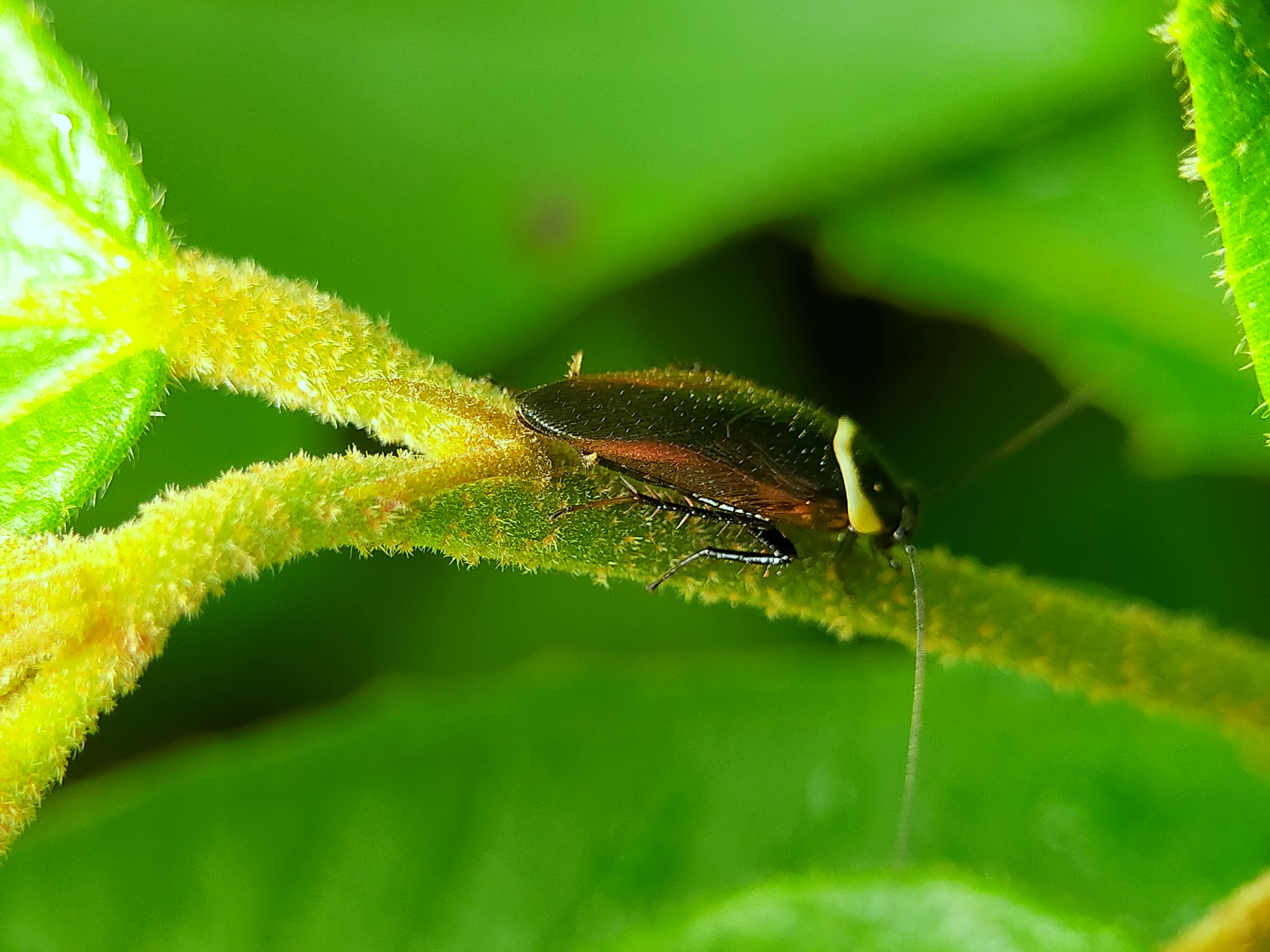 Forest Cockroach (11).jpg