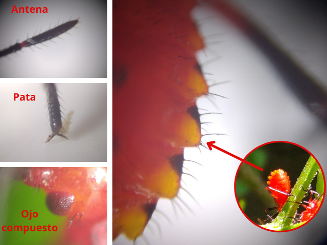 Hemiptera(11).png