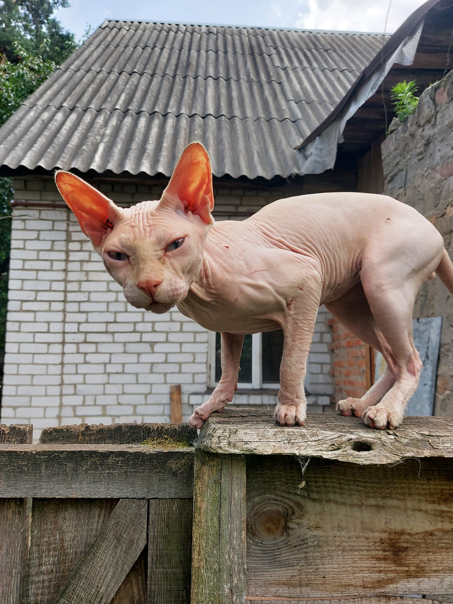 Caturday on Saturday