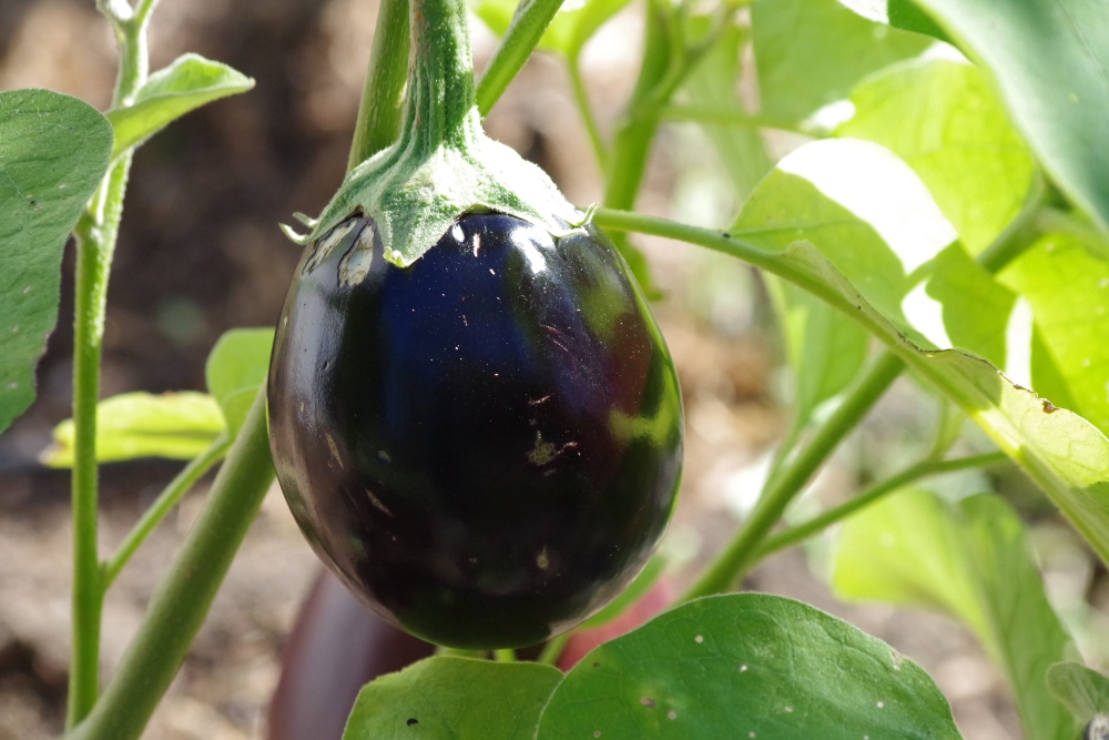 https://images.hive.blog/DQmZ89bguR7YyAWNU1RBgh2deGznXrfjPLtBmb5RQMwF8a1/eggplant-1%20(2).jpg