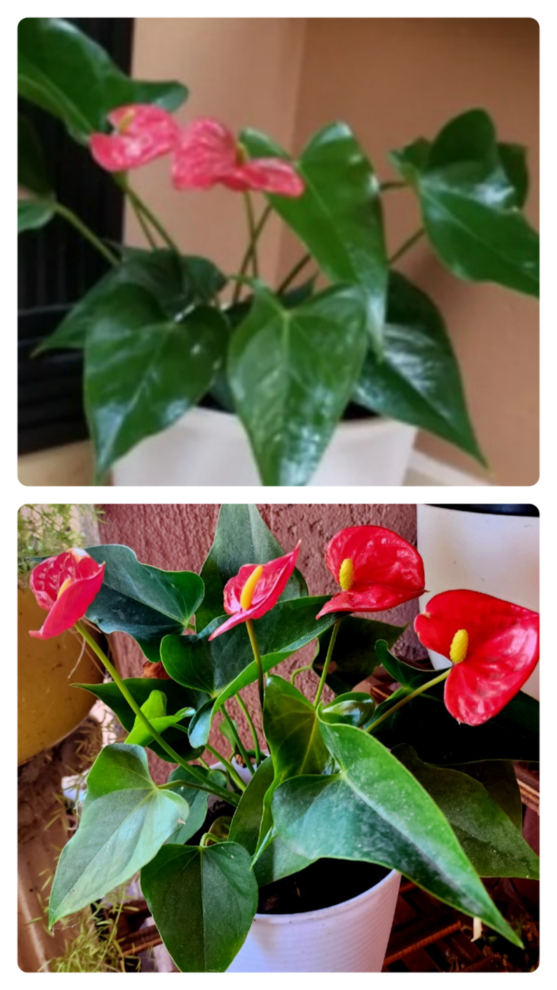  " " \" \" \\" \\"anthurium.png\\"\\"\"\"""