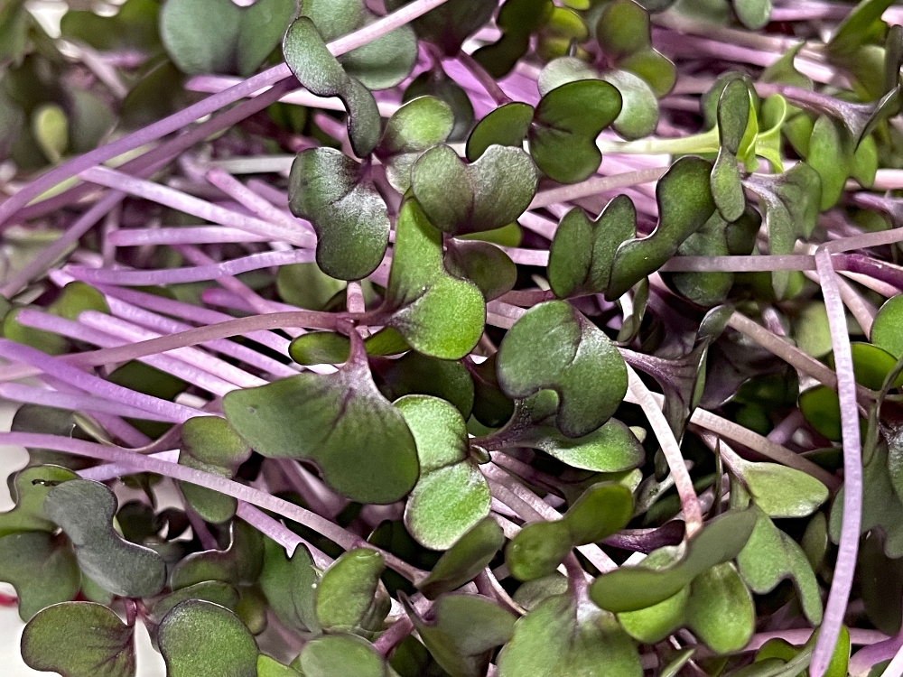 microgreens-radish-5.jpg