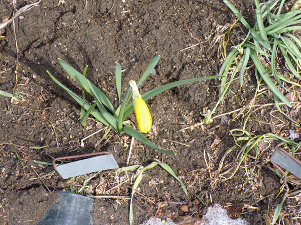 West - 1st daffodil crop March 2020.jpg