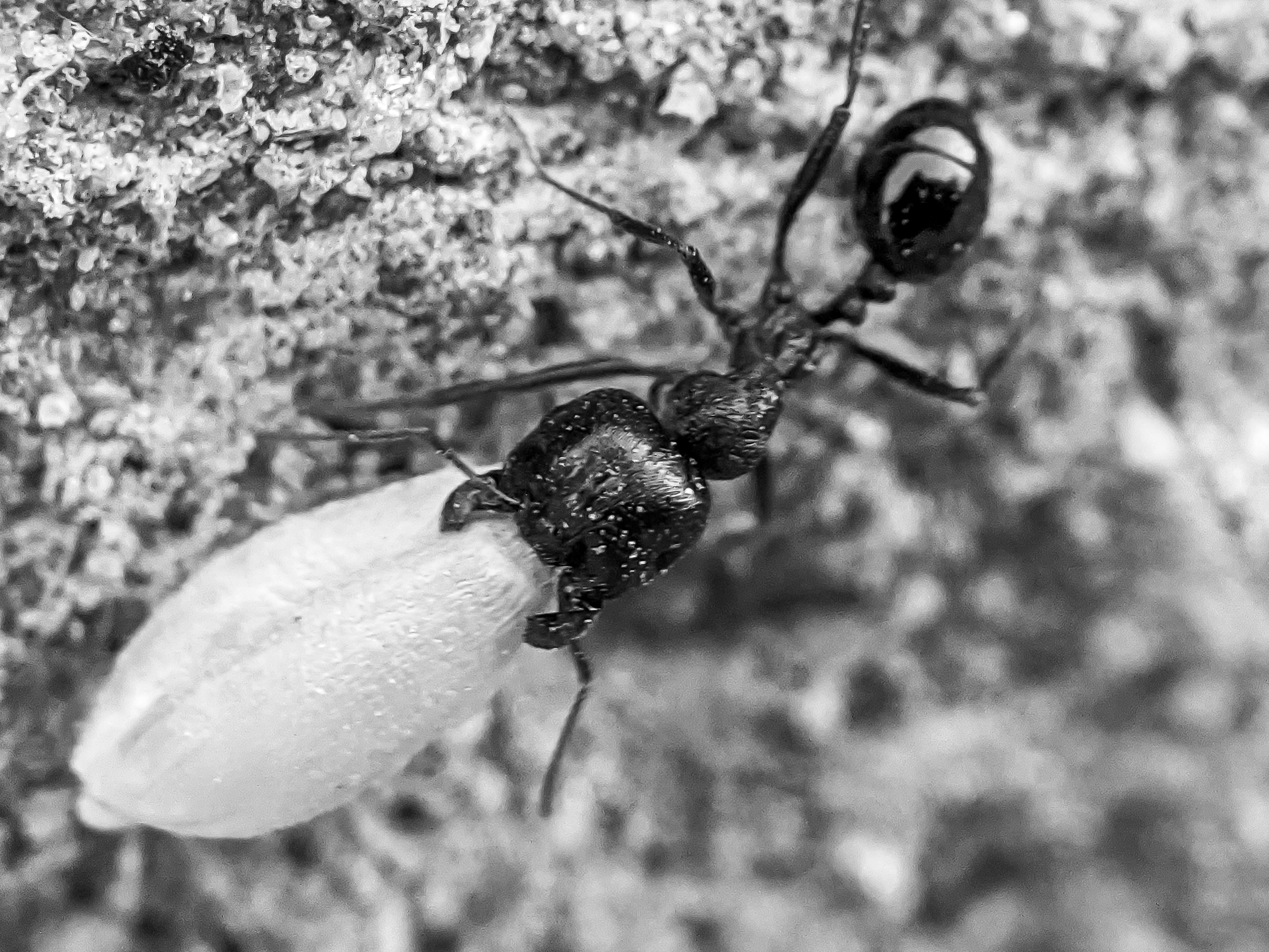 ant (8).jpg