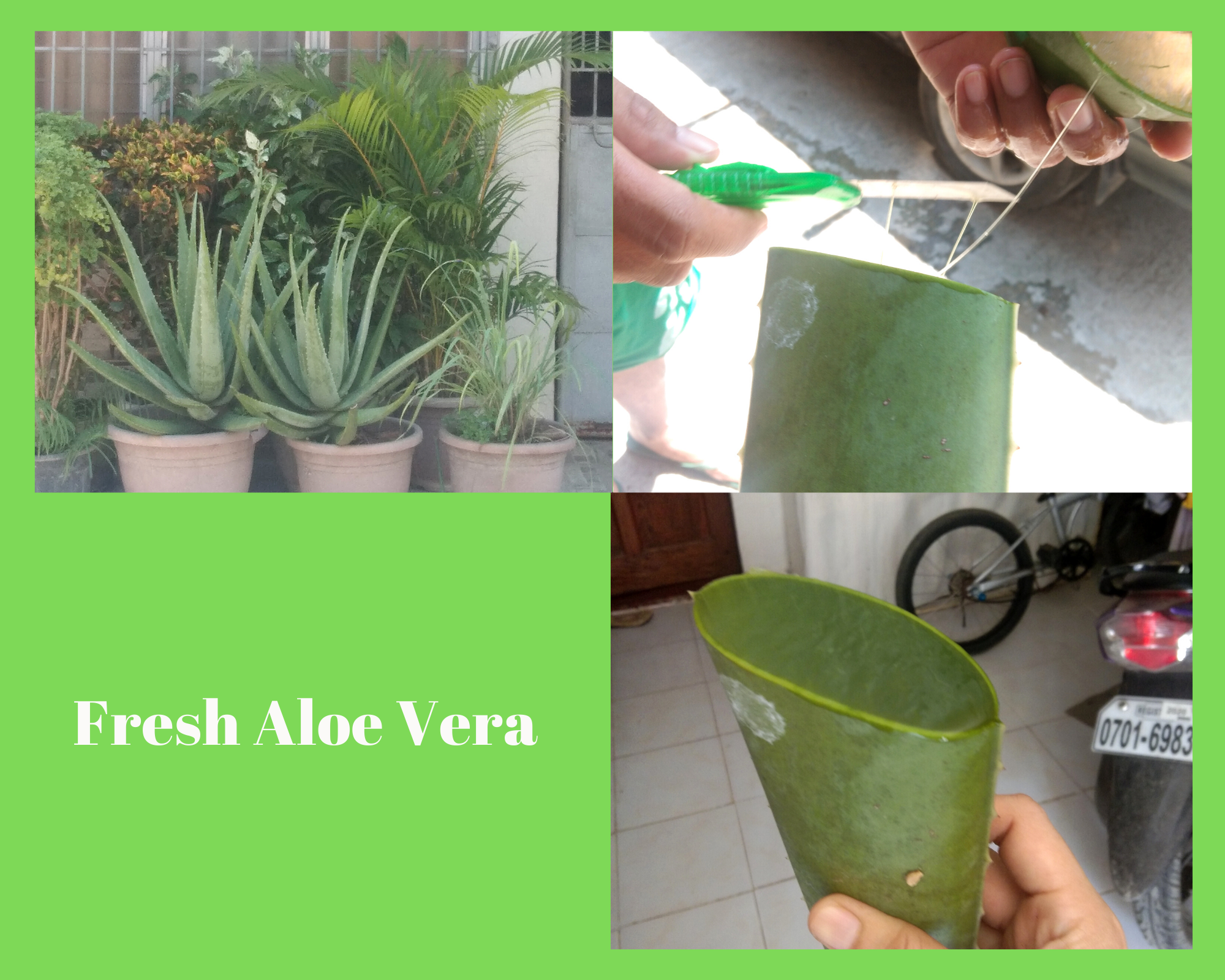 Fresh Aloe Vera.png