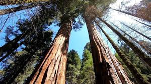 Sequoia.jfif