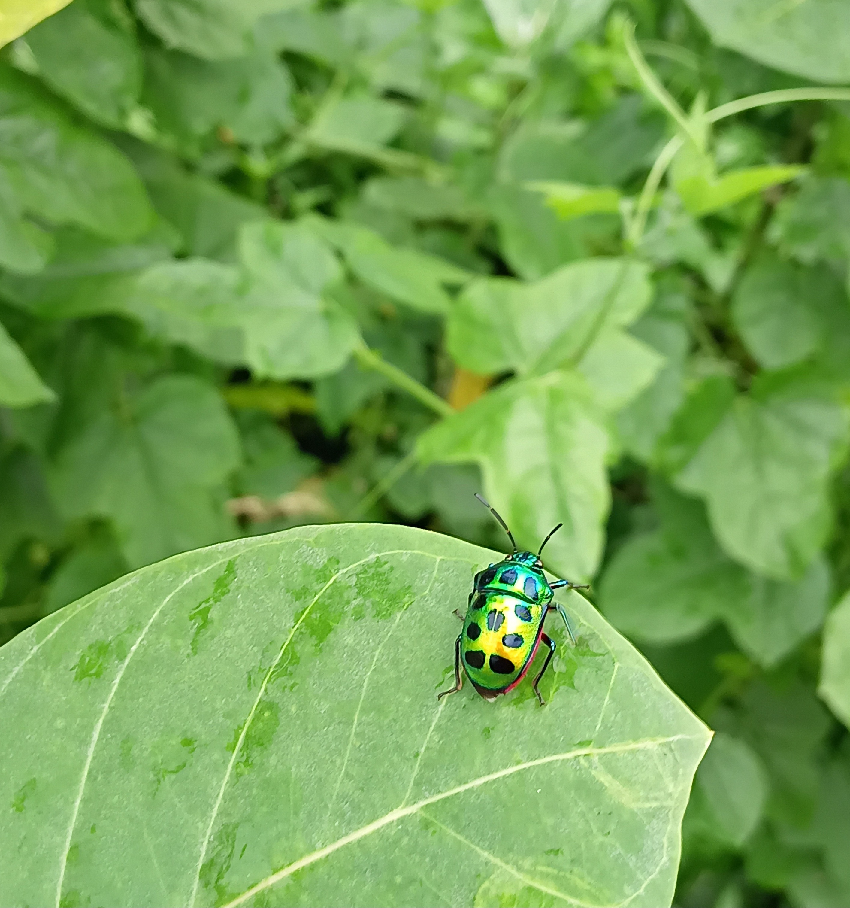 20250718_055028.jpg