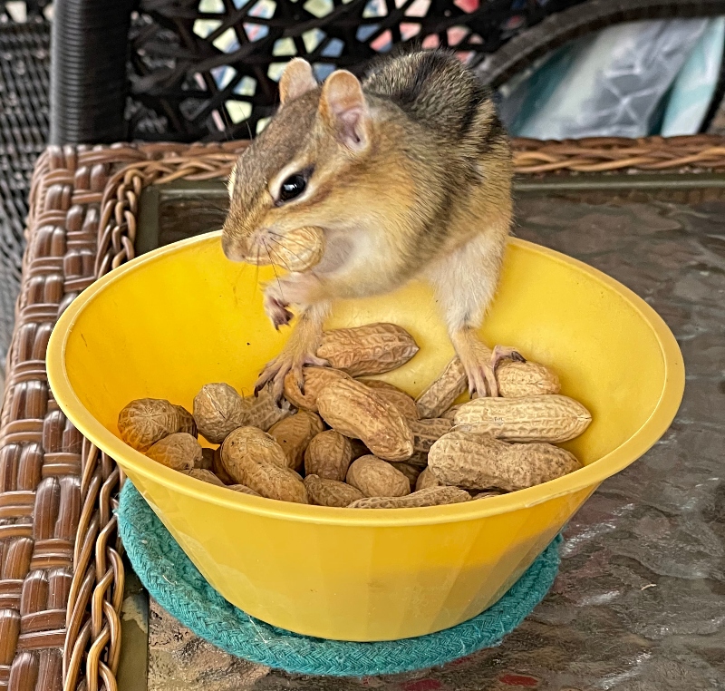 animals-chipmunk-nature-photography-sunscape-1 (1).jpg