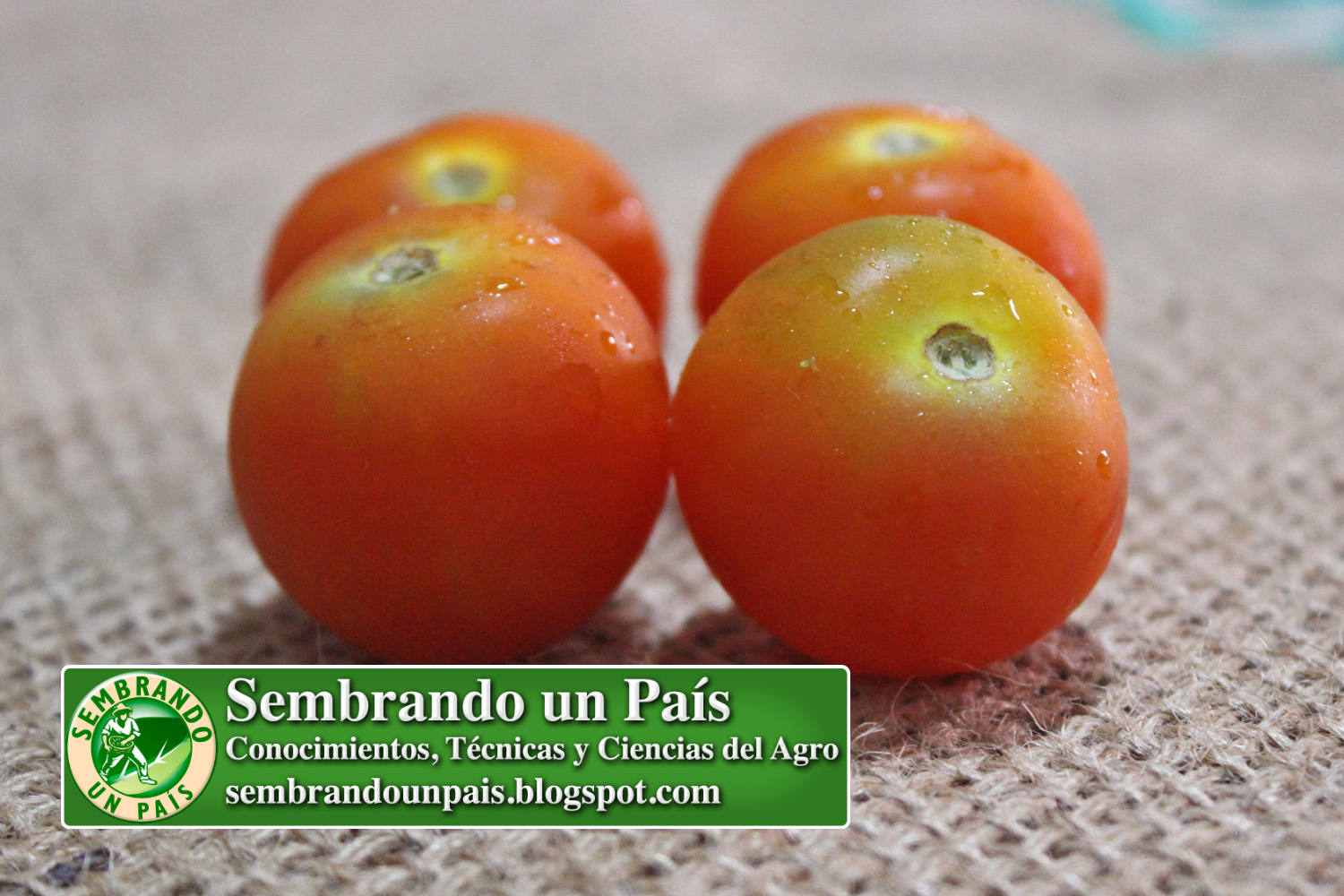 4 calidad tomate NVO BANNER.jpg