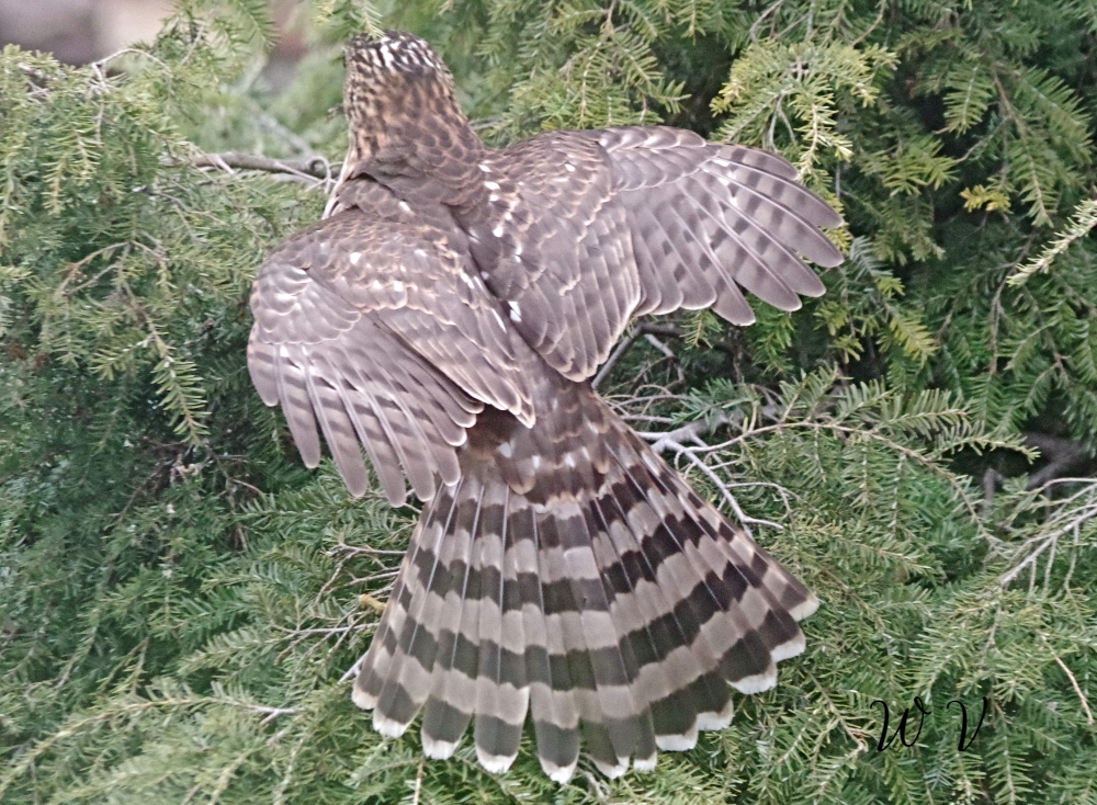 hawk-coopers-birds-of-prey -7.jpg