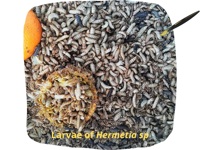Diptera larvas english.png