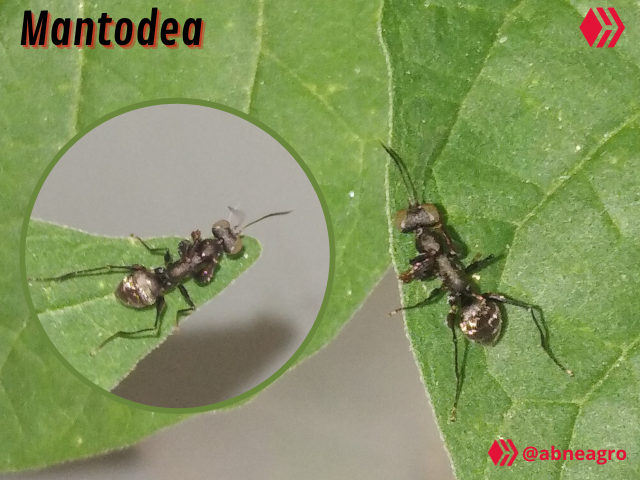 Video Salticidae (8).png
