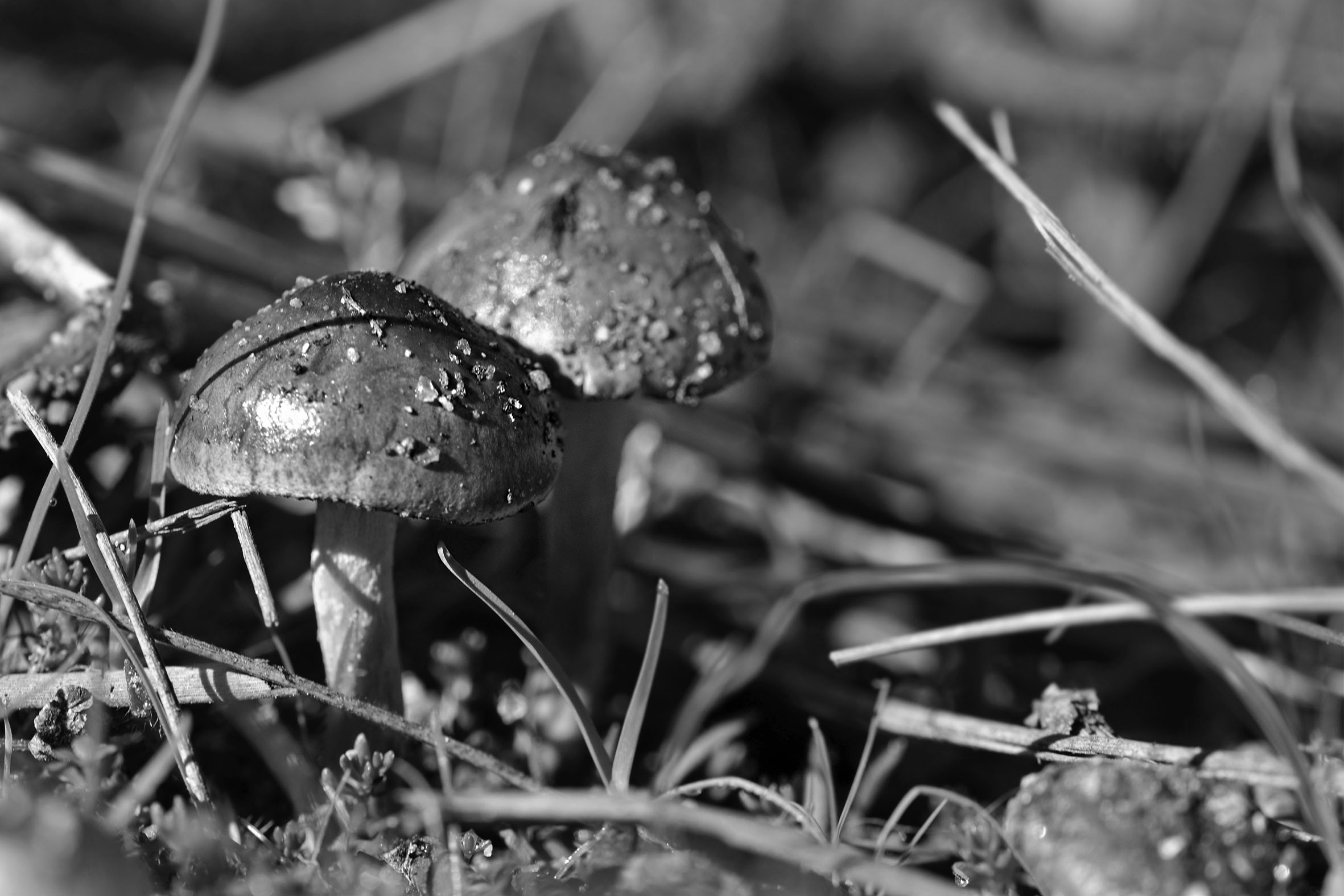 mushrooms bokeh 5.jpg