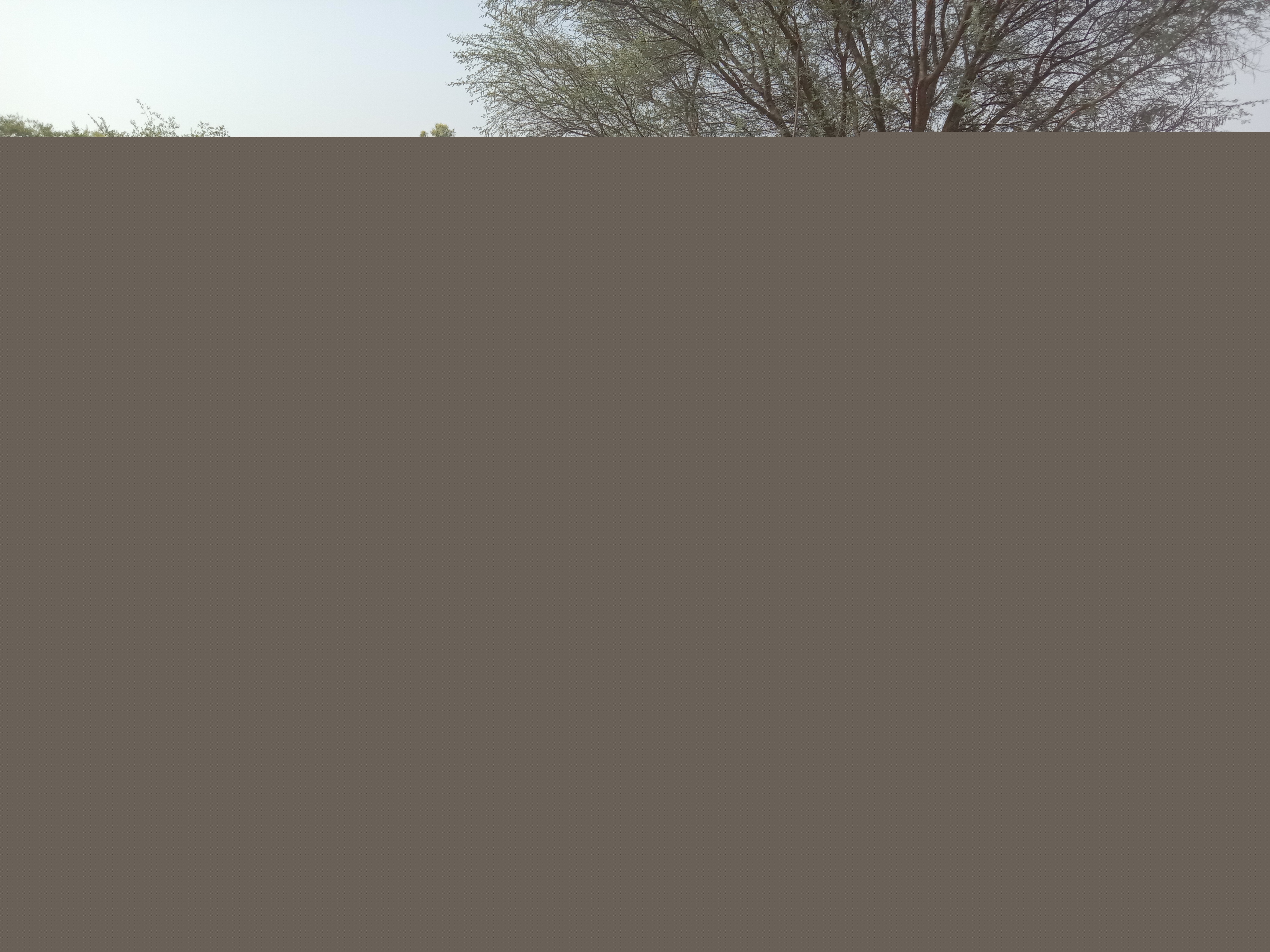 IMG_20250606_081731.jpg