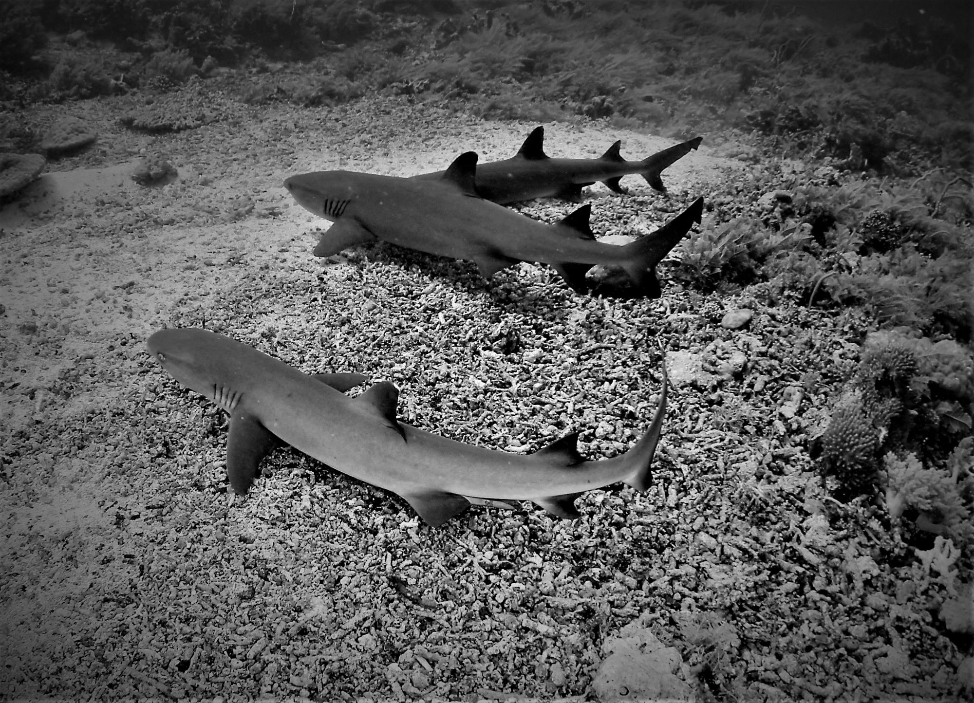 sharkk chill (2)bnw.jpg
