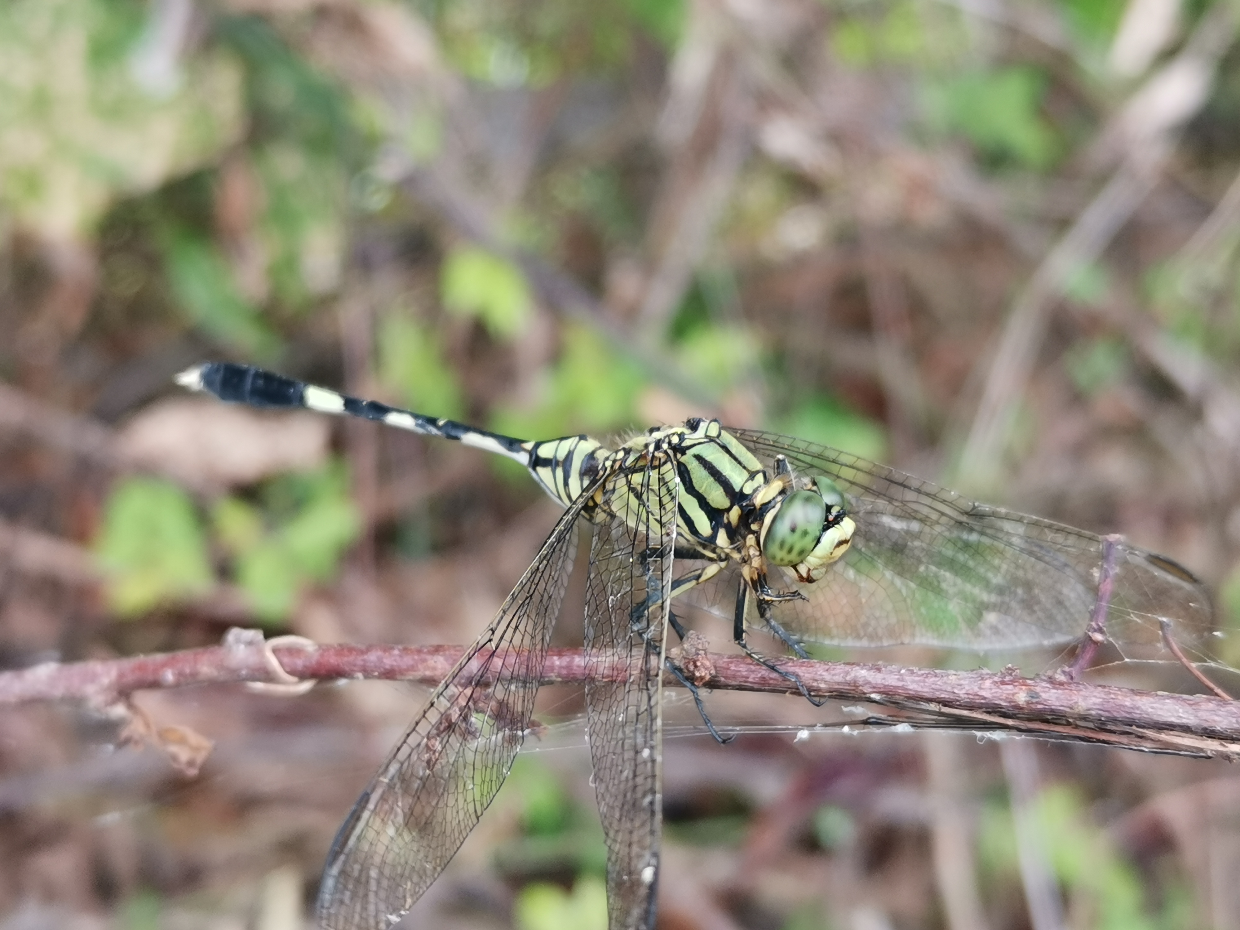 IMG_20210927_124651.jpg